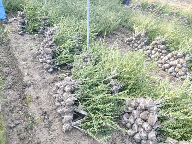 龟甲冬青毛球高度50cm以上，品质保证，价格优惠。