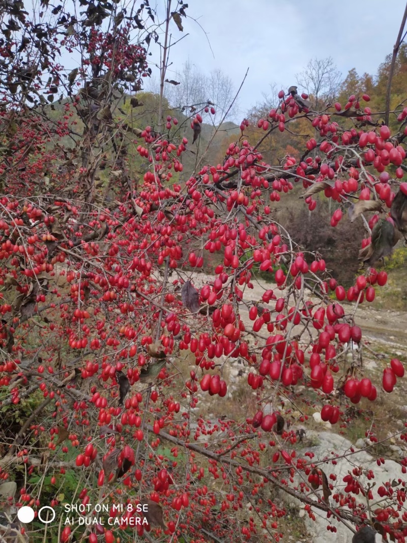 山茱萸树苗伏牛山南召山萸肉苗