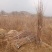 山茱萸树苗伏牛山南召山萸肉苗