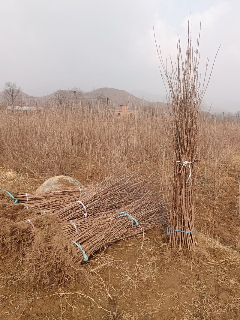 山茱萸树苗伏牛山南召山萸肉苗
