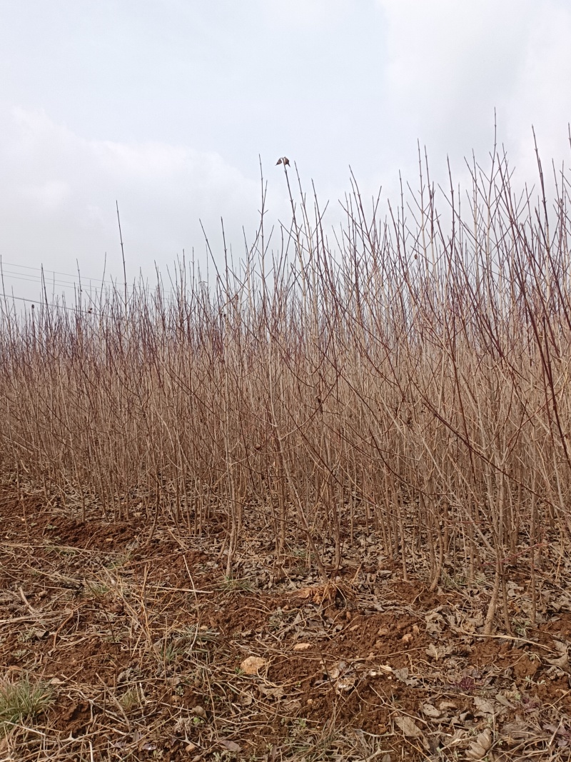 山茱萸树苗伏牛山南召山萸肉苗