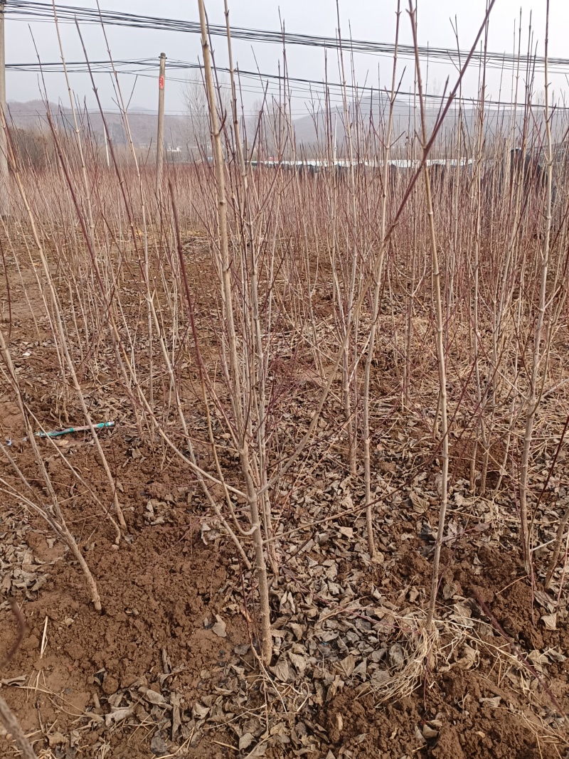 山茱萸树苗伏牛山南召山萸肉苗
