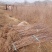 山茱萸树苗伏牛山南召山萸肉苗