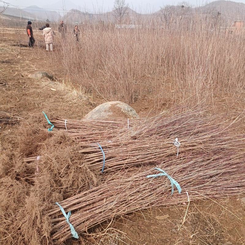 山茱萸树苗伏牛山南召山萸肉苗