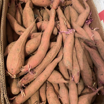 烟薯25长条红薯