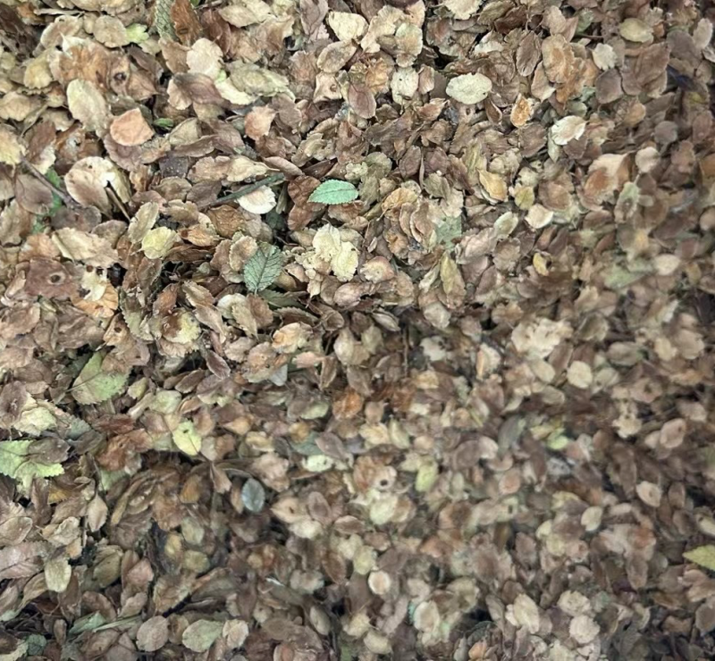 小叶榔榆种子，一手货源
