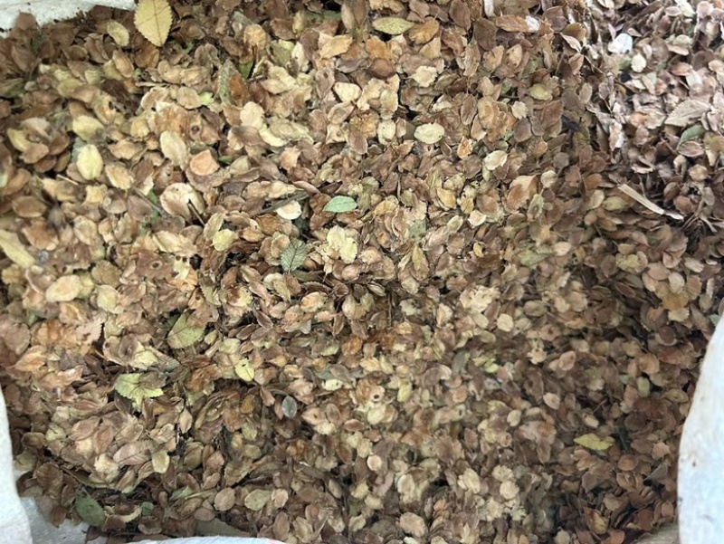 小叶榔榆种子，一手货源