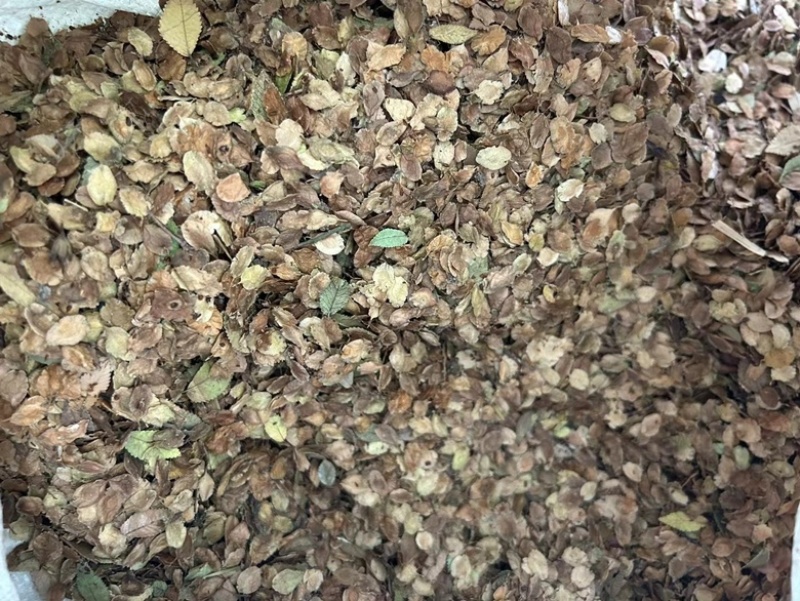 小叶榔榆种子，一手货源
