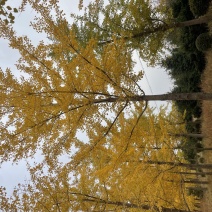 银杏树