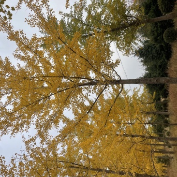银杏树