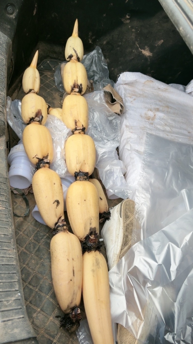 精品头年藕颜色好心子白泥藕洗藕藕种都接单