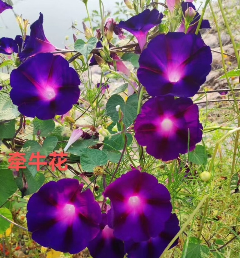 牵牛花种子大量出售，品质优良有保障