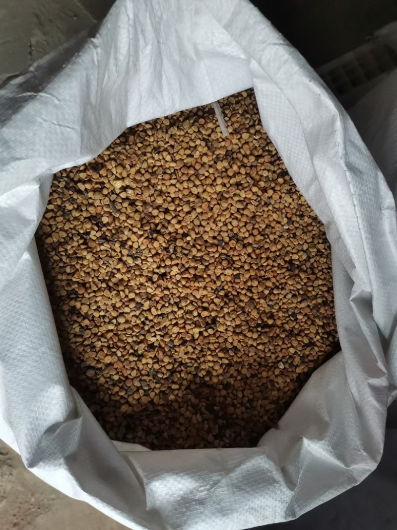 牵牛花种子大量出售，品质优良有保障