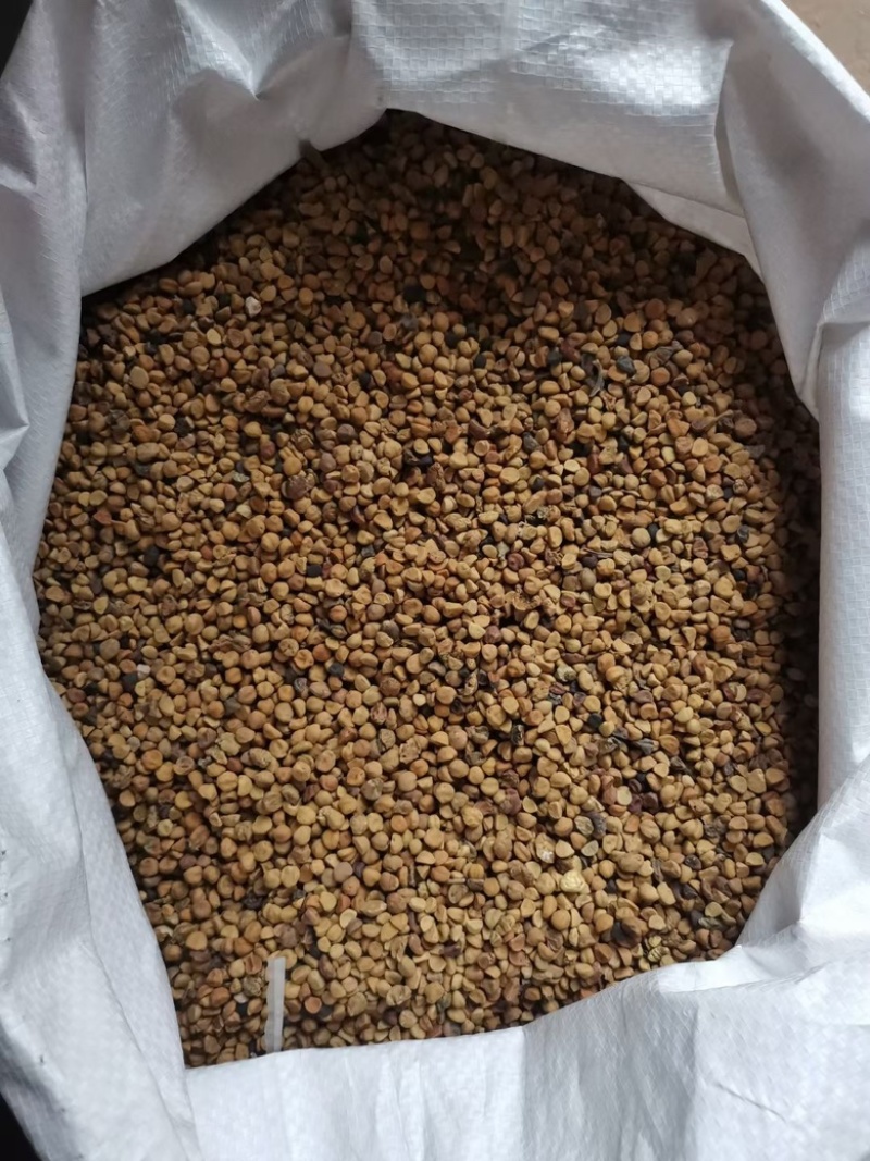 牵牛花种子大量出售，品质优良有保障
