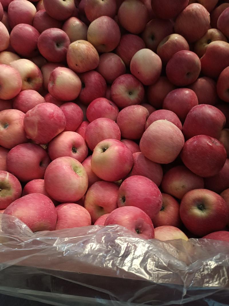 山东红富士苹果大量上市价格便宜的你无法想象