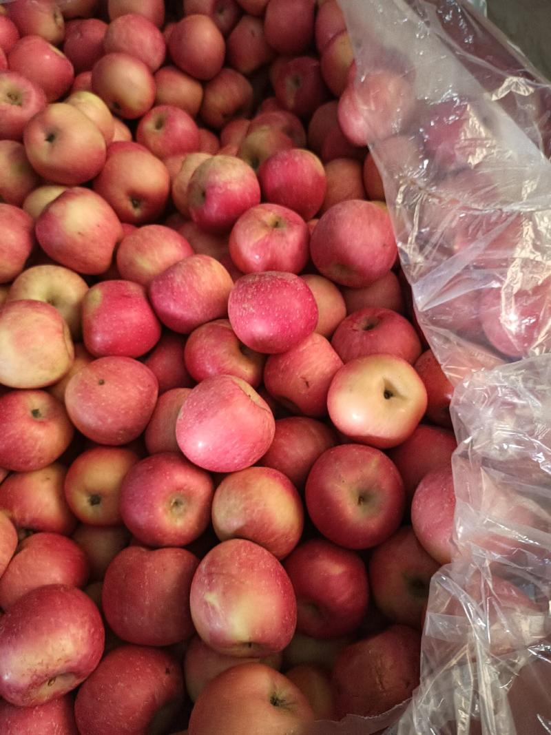 山东红富士苹果大量上市价格便宜的你无法想象