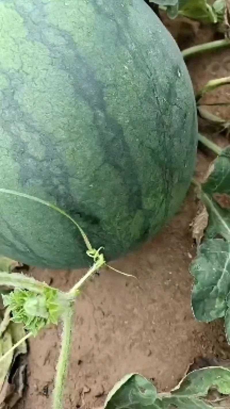 花无籽西瓜