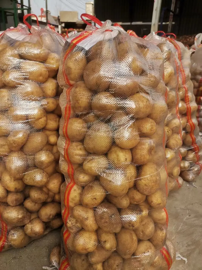 土豆精品土豆规格齐全一手货源保证质量视频实地看货