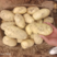 土豆精品土豆规格齐全一手货源保证质量视频实地看货