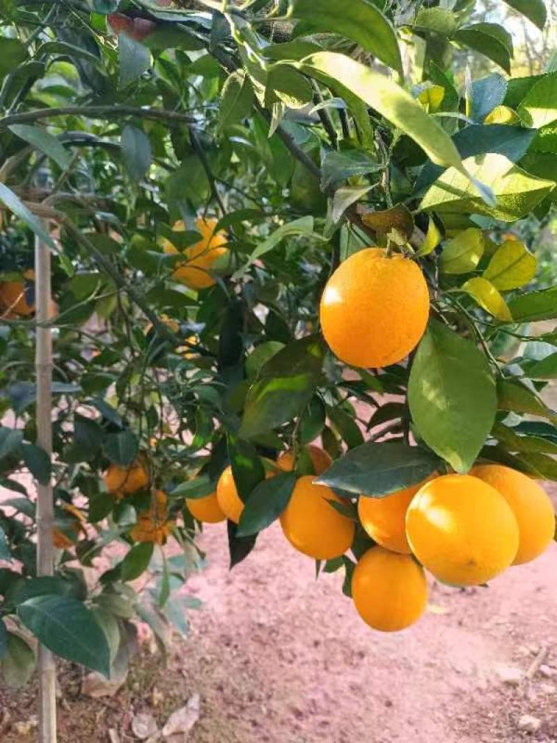 【正宗】江西赣南脐橙甜脆多汁，健康美味对接全国可提前预定