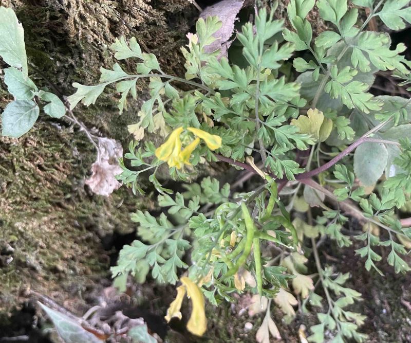 岩黄莲。岩黄莲干货