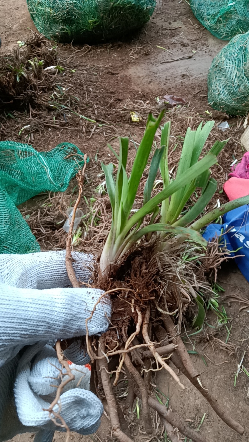 【精选黄花菜种苗】祁东黄花菜种苗可回收鲜花干菜包技术