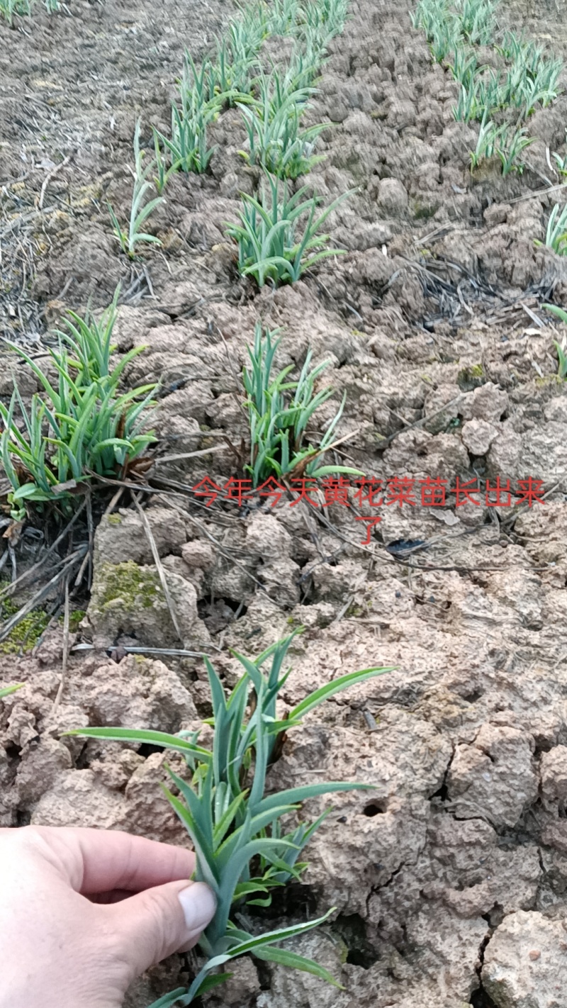 【精选黄花菜种苗】祁东黄花菜种苗可回收鲜花干菜包技术