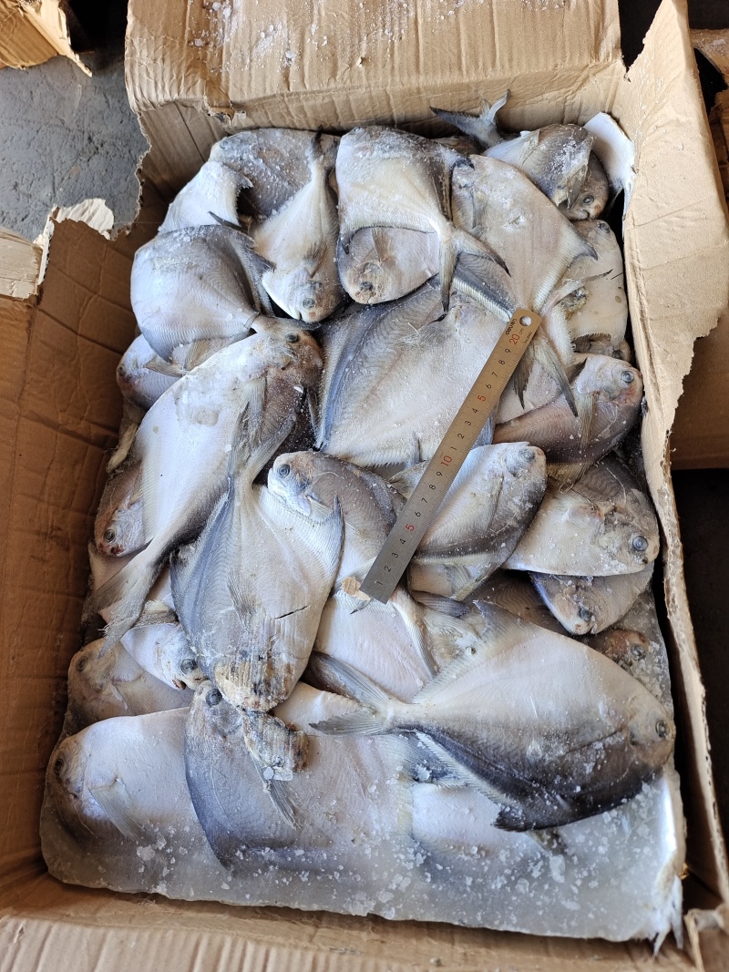 山东威海船冻板银鲳鱼供应，厂家直发，保质保量