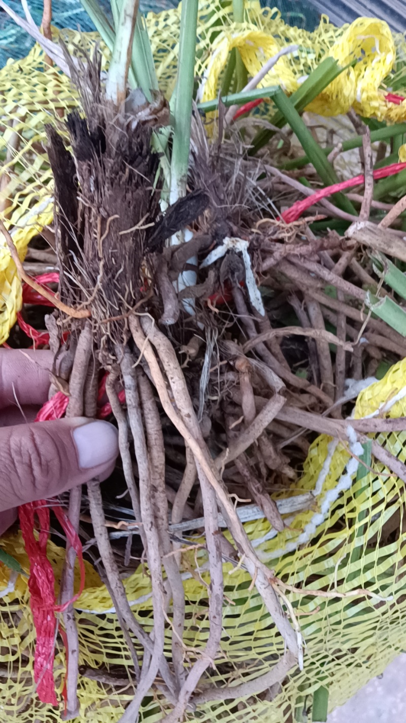 【精选黄花菜种苗】祁东黄花菜种苗可回收鲜花干菜包技术