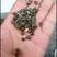水蛭青鱼螃蟹龙虾养殖专用螺米螺