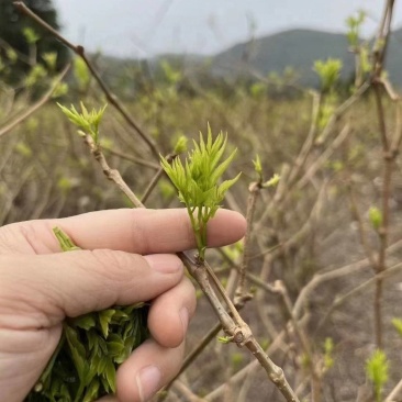 湘西稀有莓茶