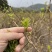湘西稀有莓茶