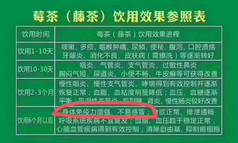 湘西稀有莓茶