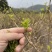 湘西稀有莓茶