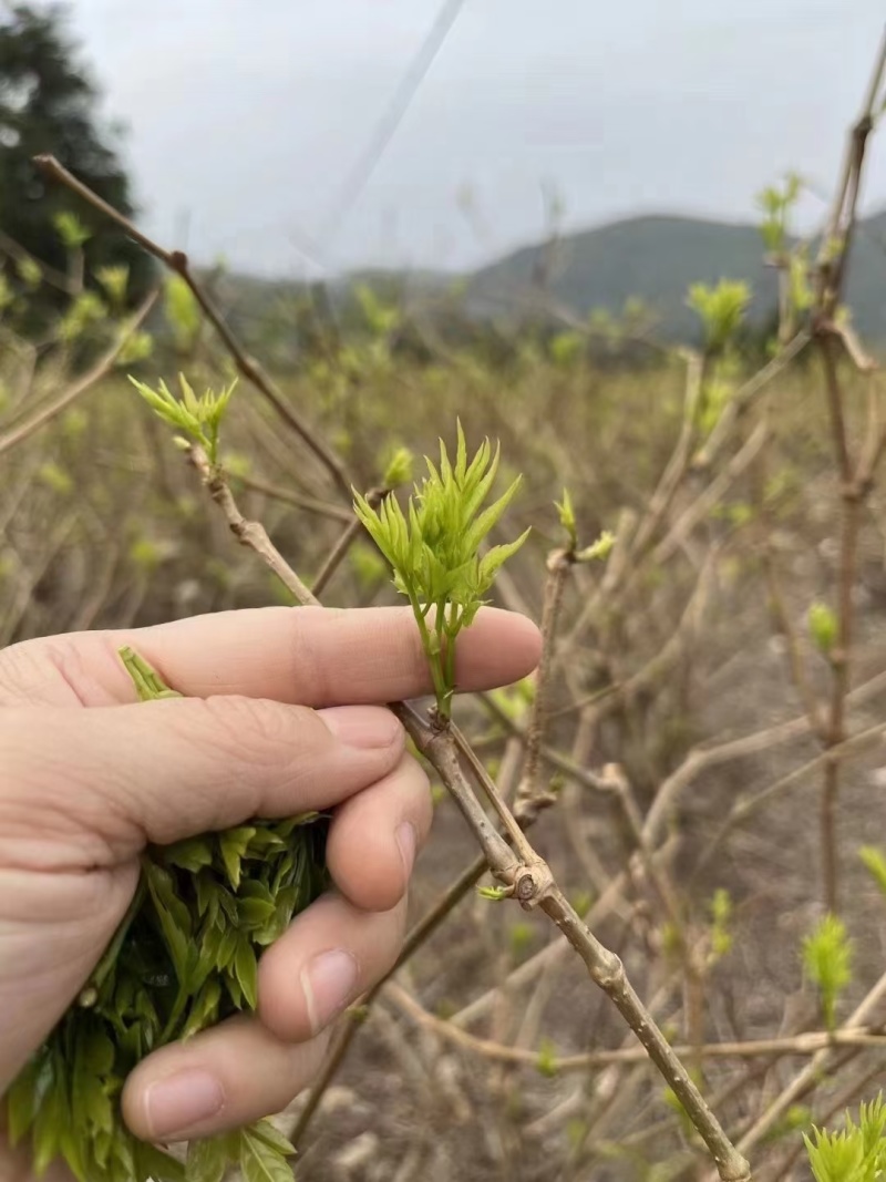 湘西稀有莓茶