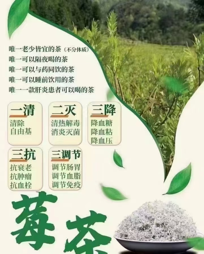 湘西稀有莓茶