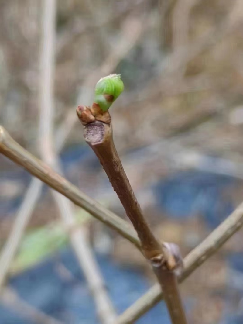 湘西稀有莓茶