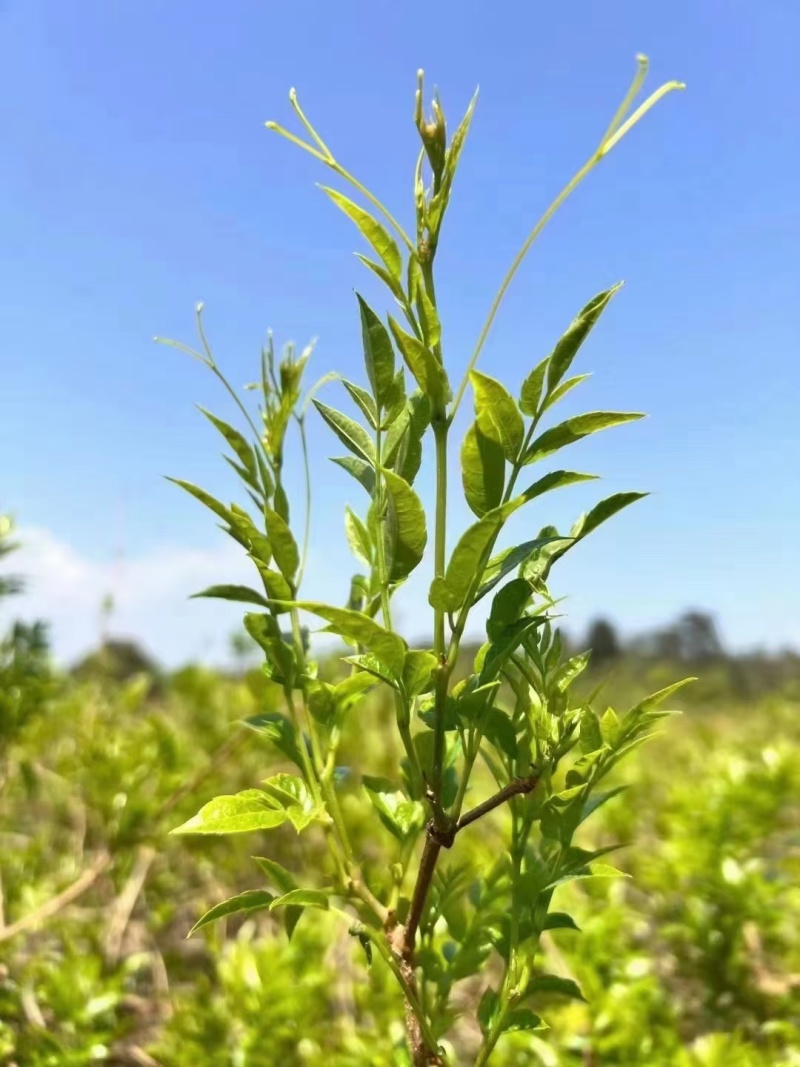 湘西稀有莓茶