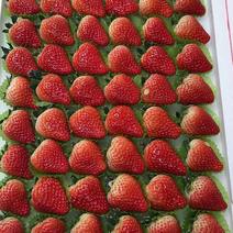 精品草莓丹东九九九九草莓红颜草莓各种规格欢迎来电