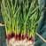 红根蒜苗