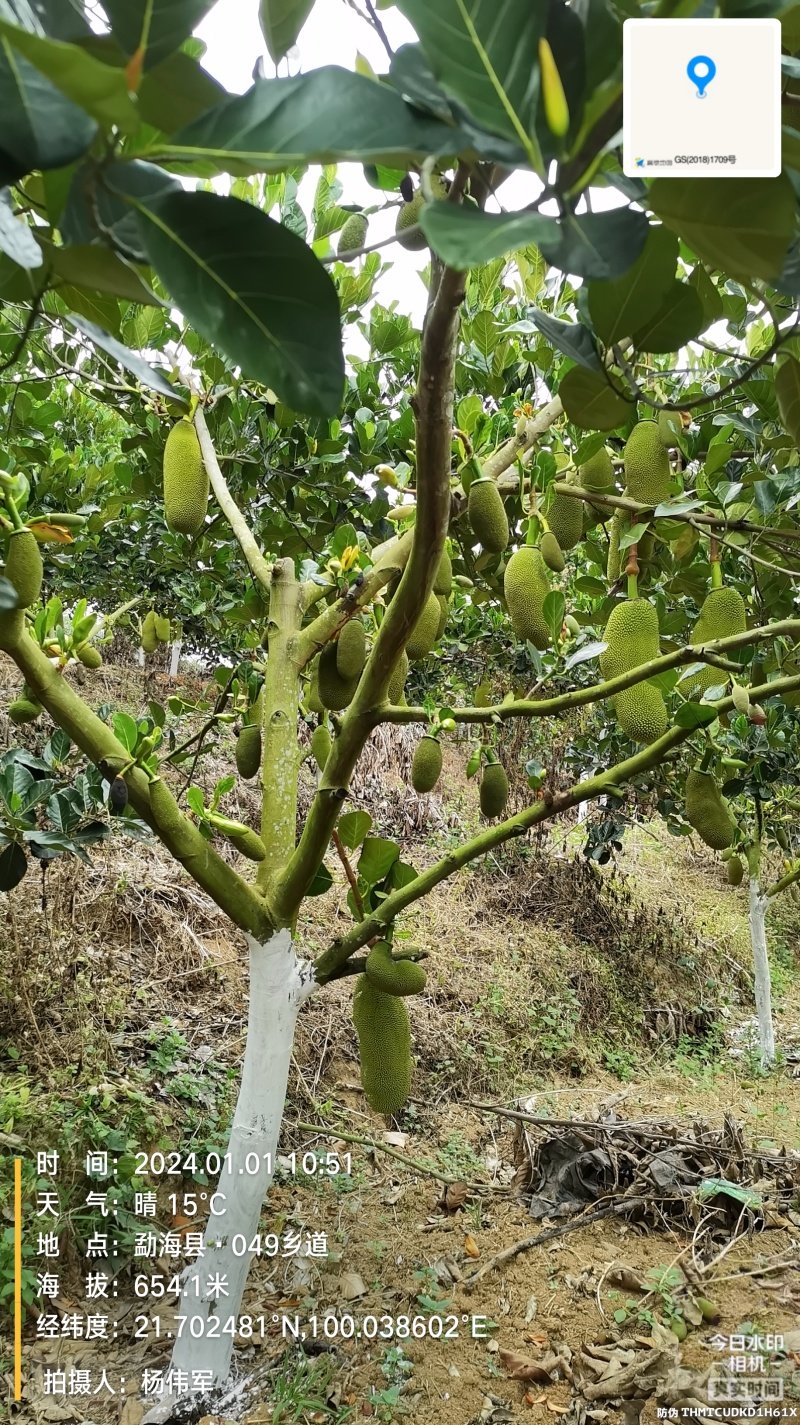 西双版纳马一黄肉菠萝蜜，价廉物美，耐贮存耐运输，香甜可口