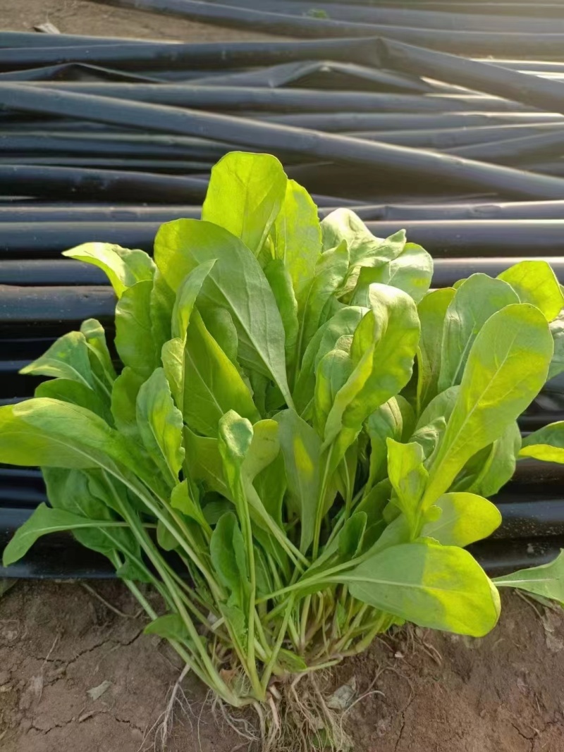 【精选】吉林大叶菠菜新鲜蔬菜基地直发保质保量