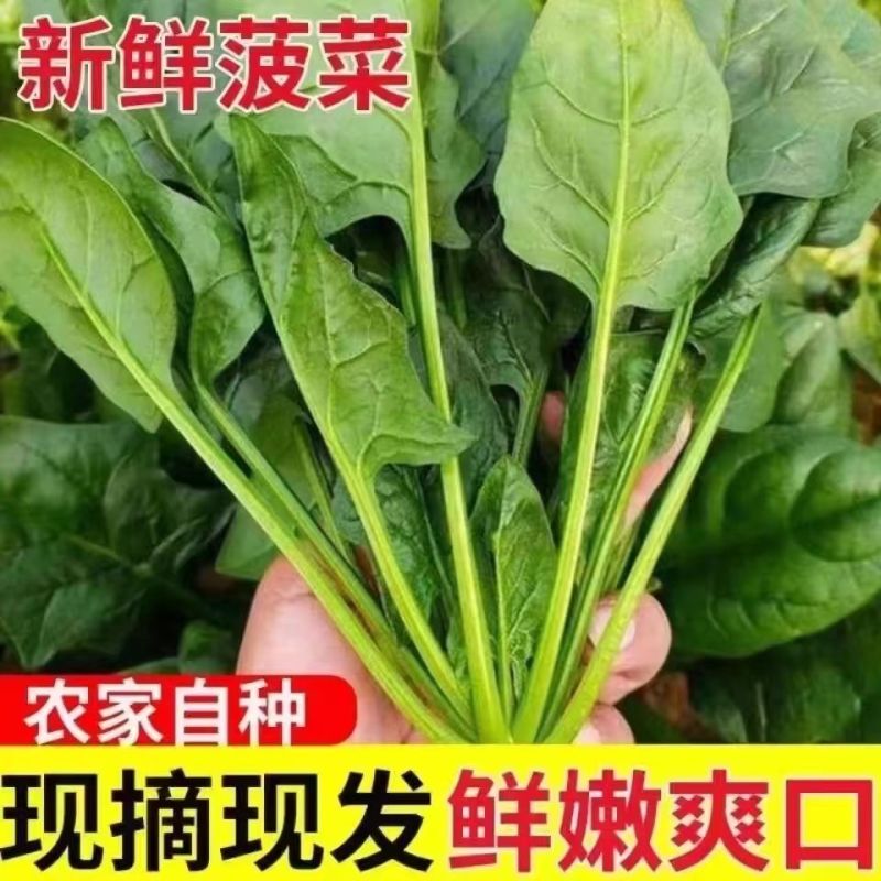 【精选】吉林大叶菠菜新鲜蔬菜基地直发保质保量