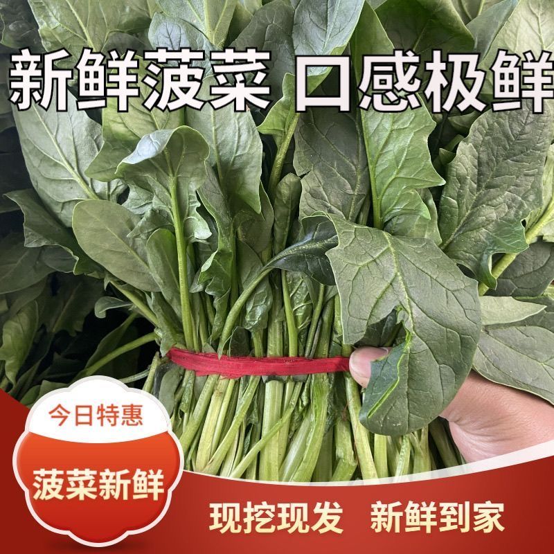 【精选】吉林大叶菠菜新鲜蔬菜基地直发保质保量