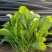 【精选】吉林大叶菠菜新鲜蔬菜基地直发保质保量