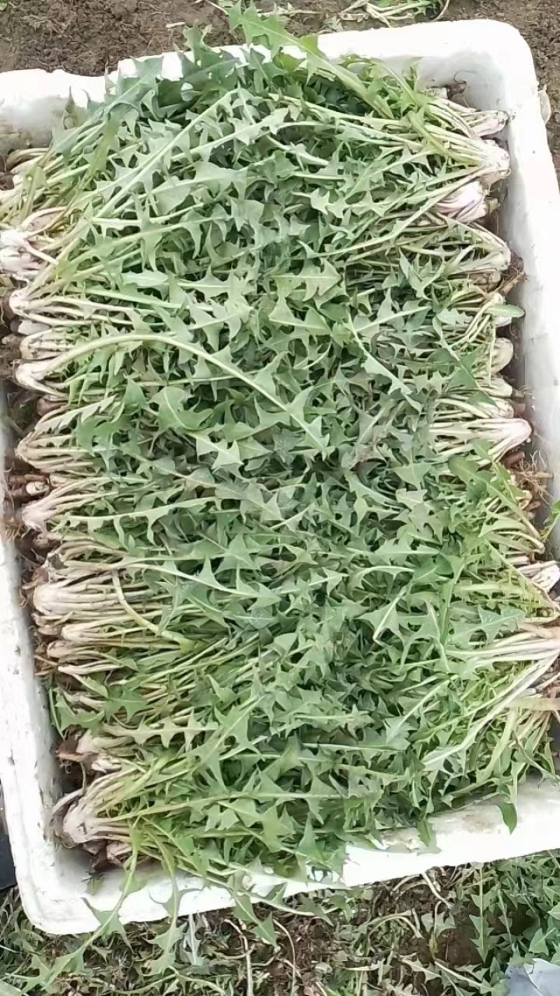 诚信店铺蒲公英婆婆丁新鲜蔬菜全国发货基地直发