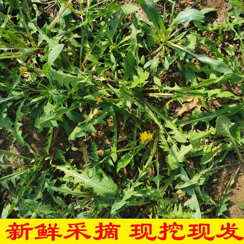 诚信店铺蒲公英婆婆丁新鲜蔬菜全国发货基地直发
