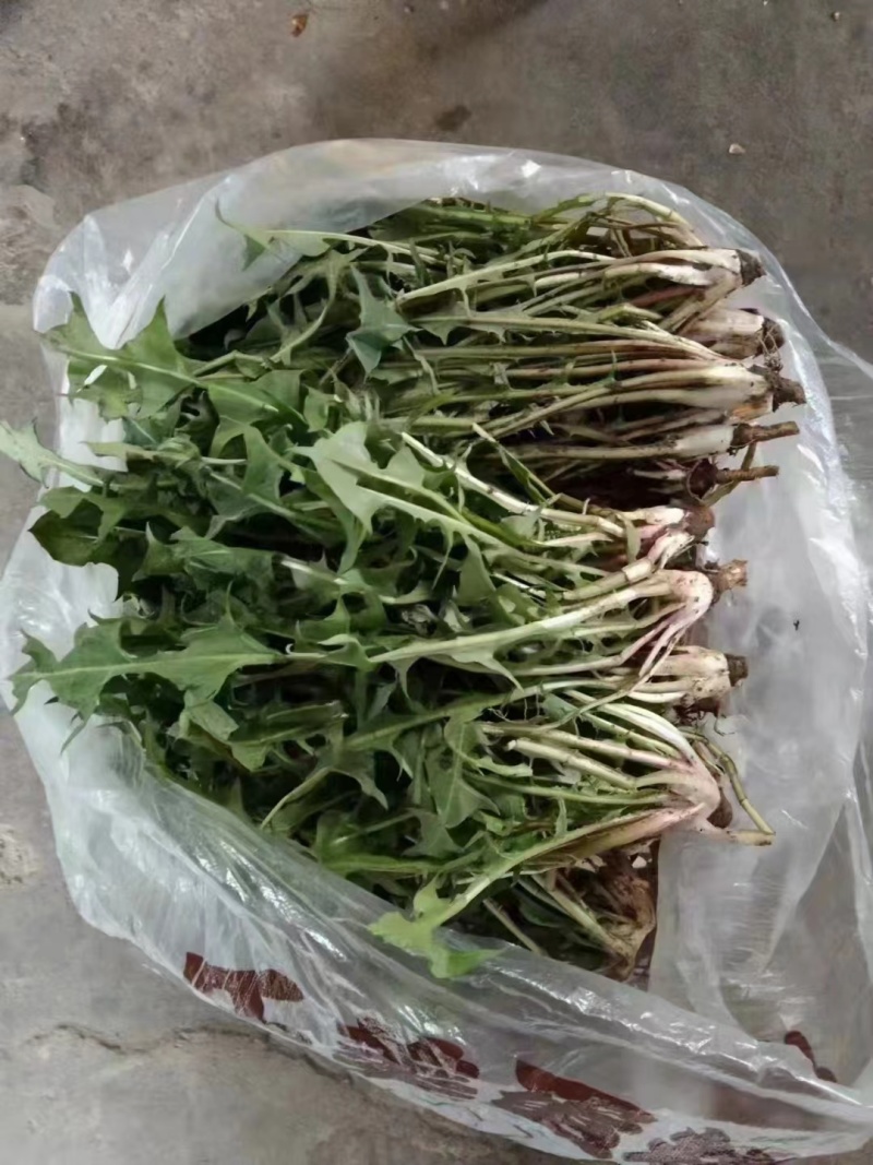 诚信店铺蒲公英婆婆丁新鲜蔬菜全国发货基地直发
