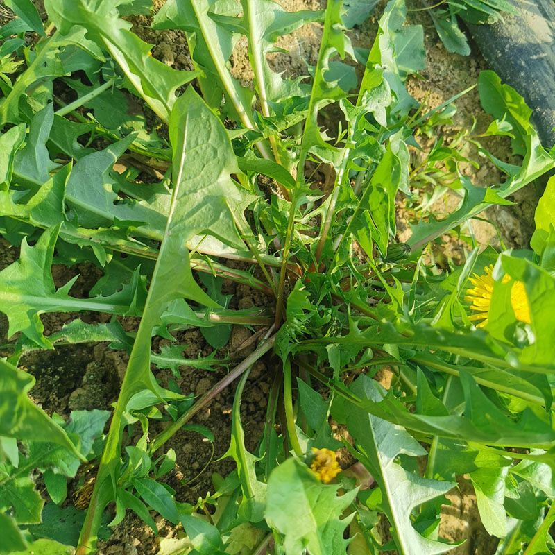 诚信店铺蒲公英婆婆丁新鲜蔬菜全国发货基地直发