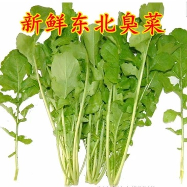 正宗东北新鲜臭菜大叶臭菜蘸酱菜新鲜蔬菜全国发货